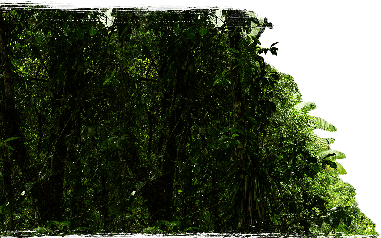 Bosque Tropical Lluvioso Costa Rica l Tapirus Lodge Rainforest Adventure